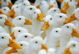 France orders massive duck cull to contain bird flu 